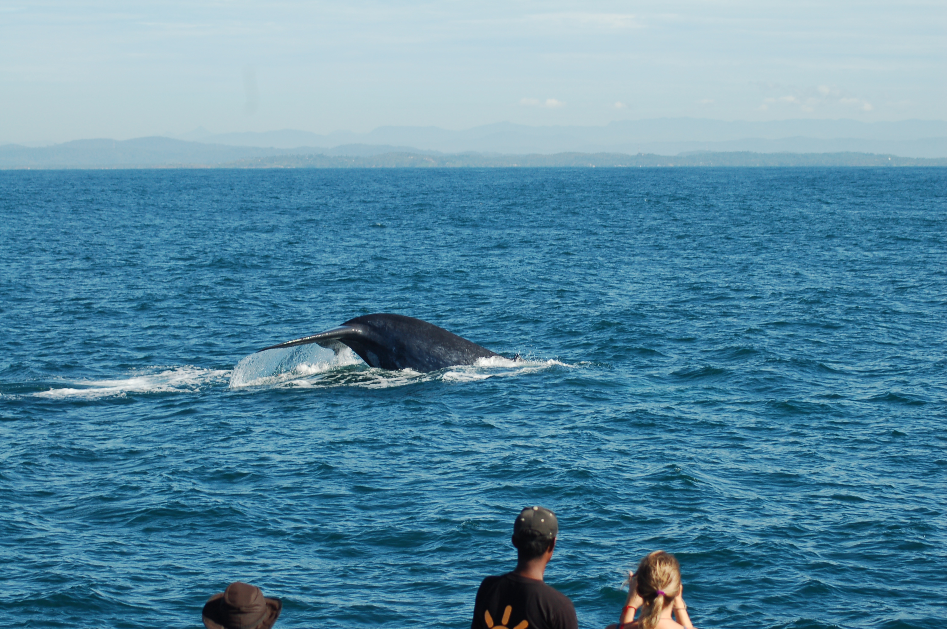 Whales & Dolphins watching | Weligama Bay Resort